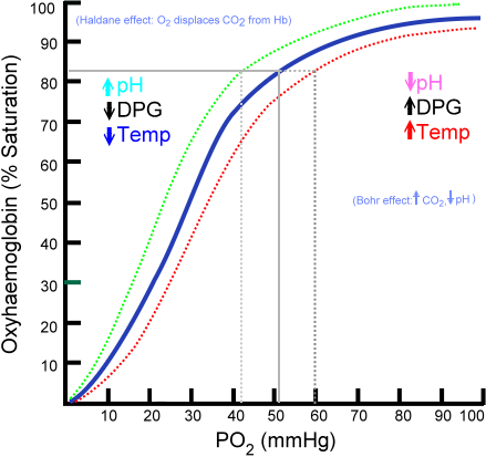 Hemoglobin Dissociation Curve. Oxygen has lower affinity for hemoglobin as temperature increases.